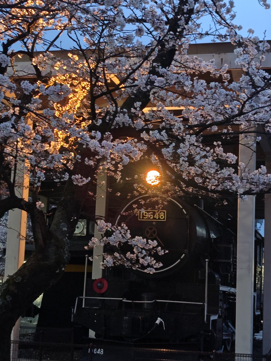 ポッポ広場のＳＬのライトアップ始まりました
桜も一気に咲いてます

#ポッポ広場
#ライトアップ