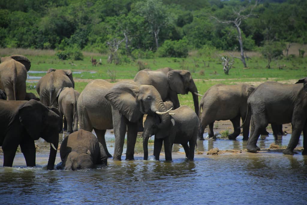 Kassanda's finest 🇺🇬🇺🇬 tweet media