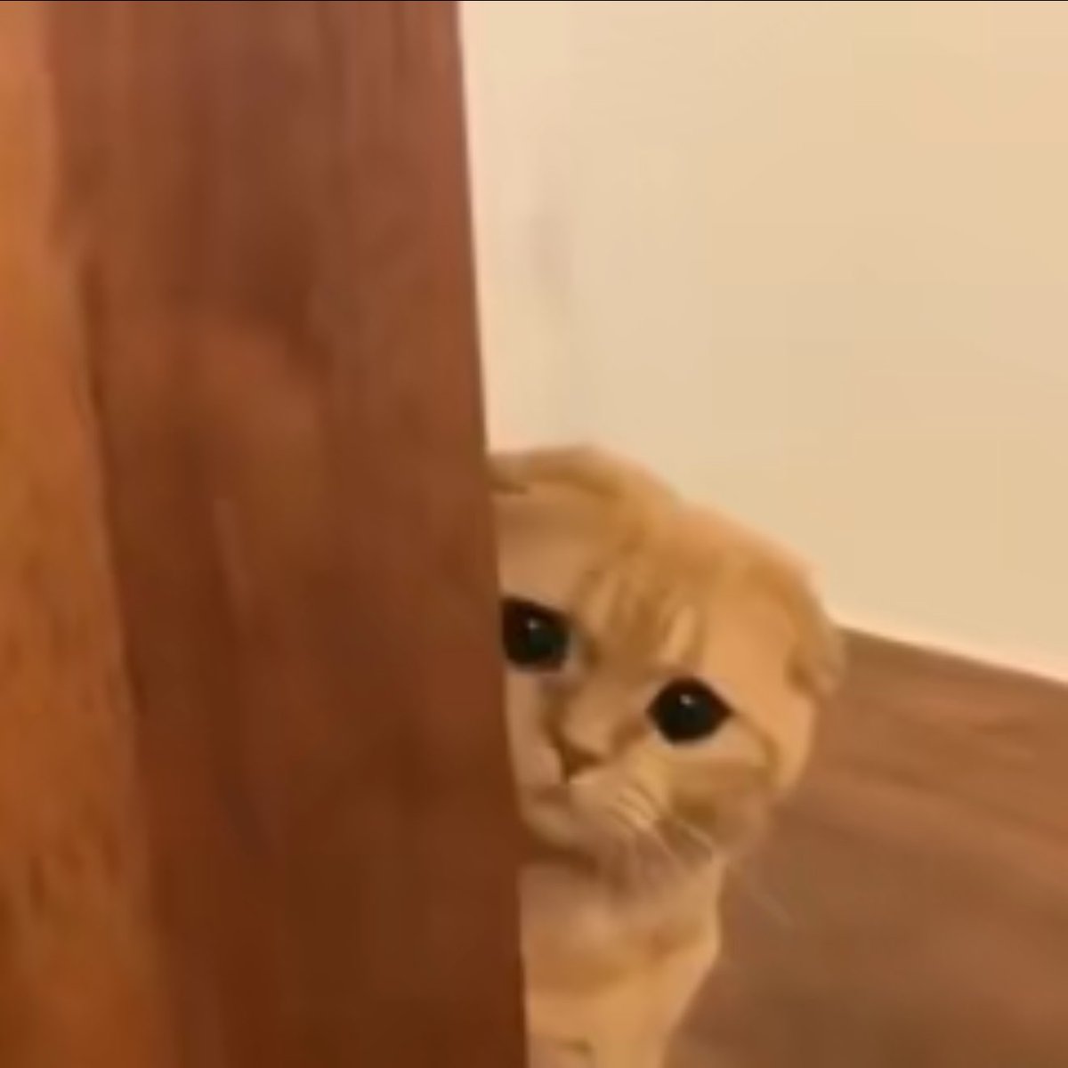 takemybear 🐶 tweet media