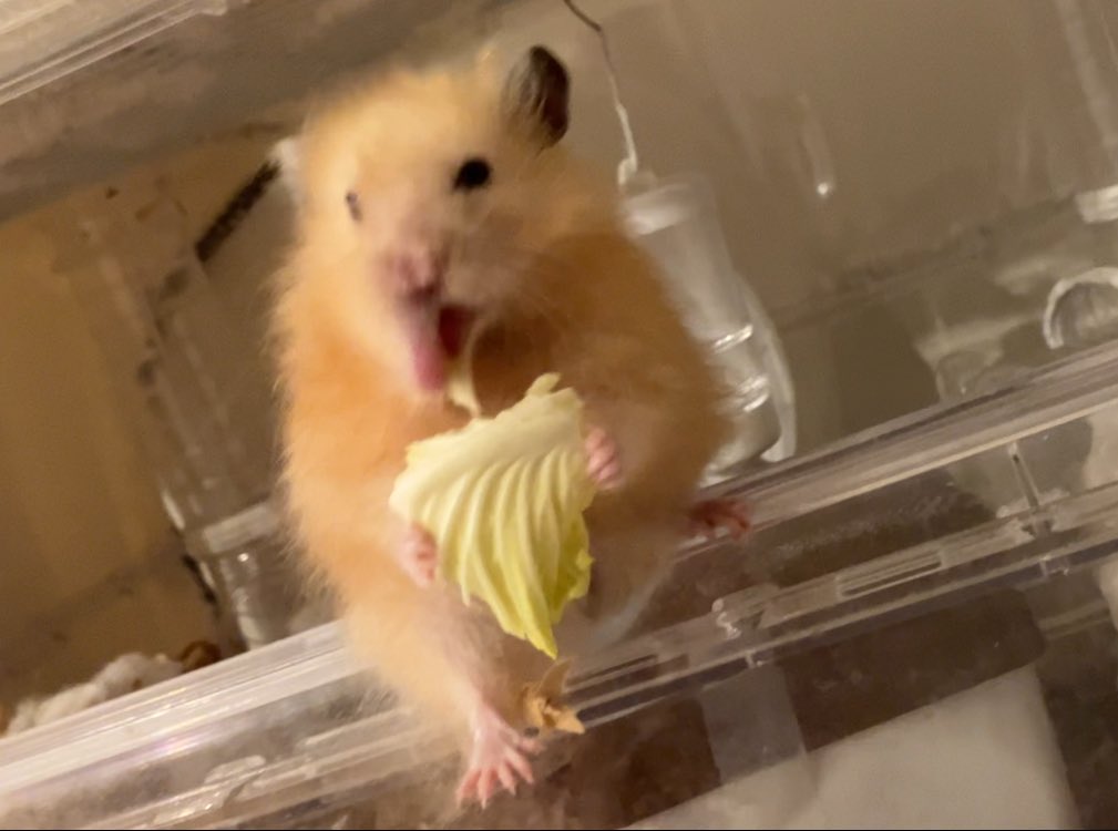 ごまちゃん tweet media