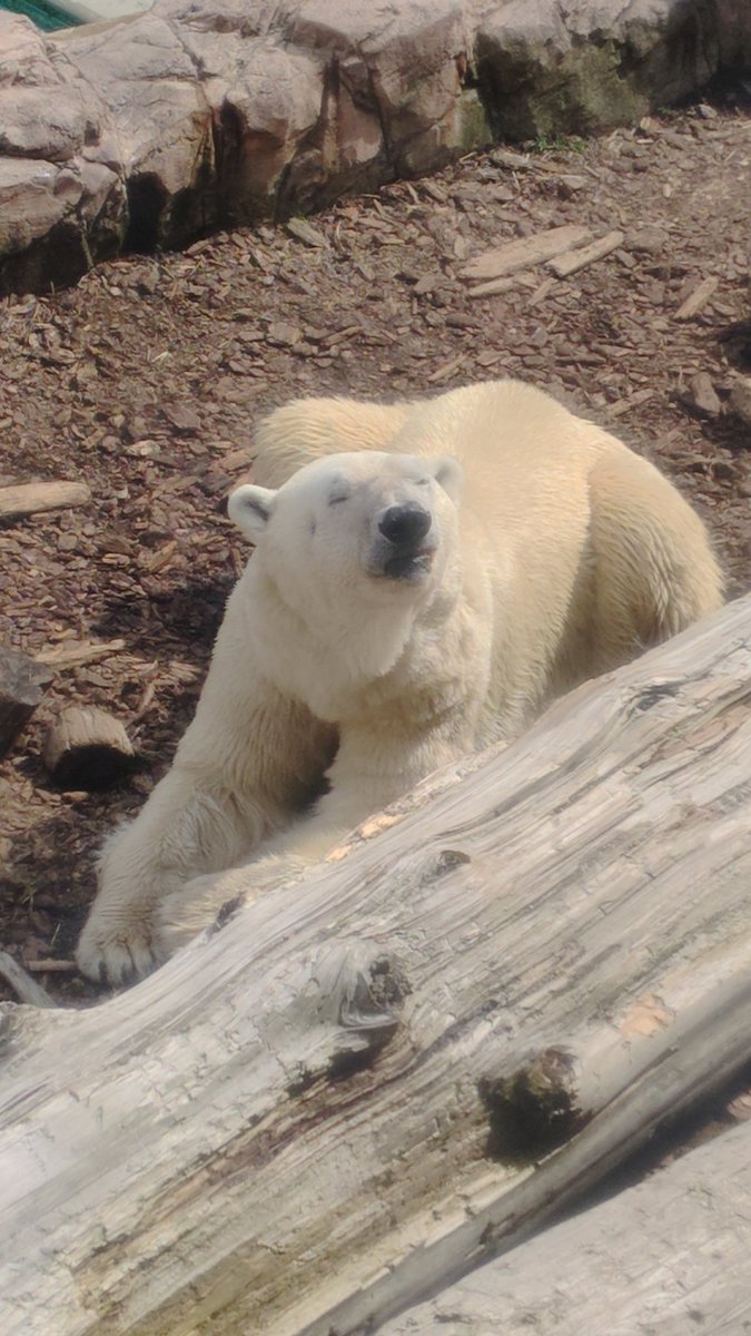 まめごろう tweet media