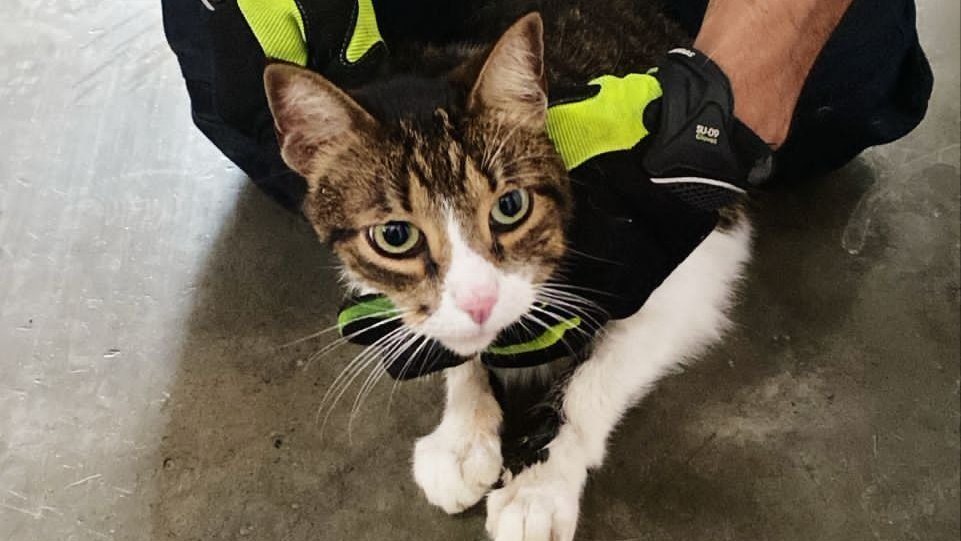 Alerta Pereira tweet media