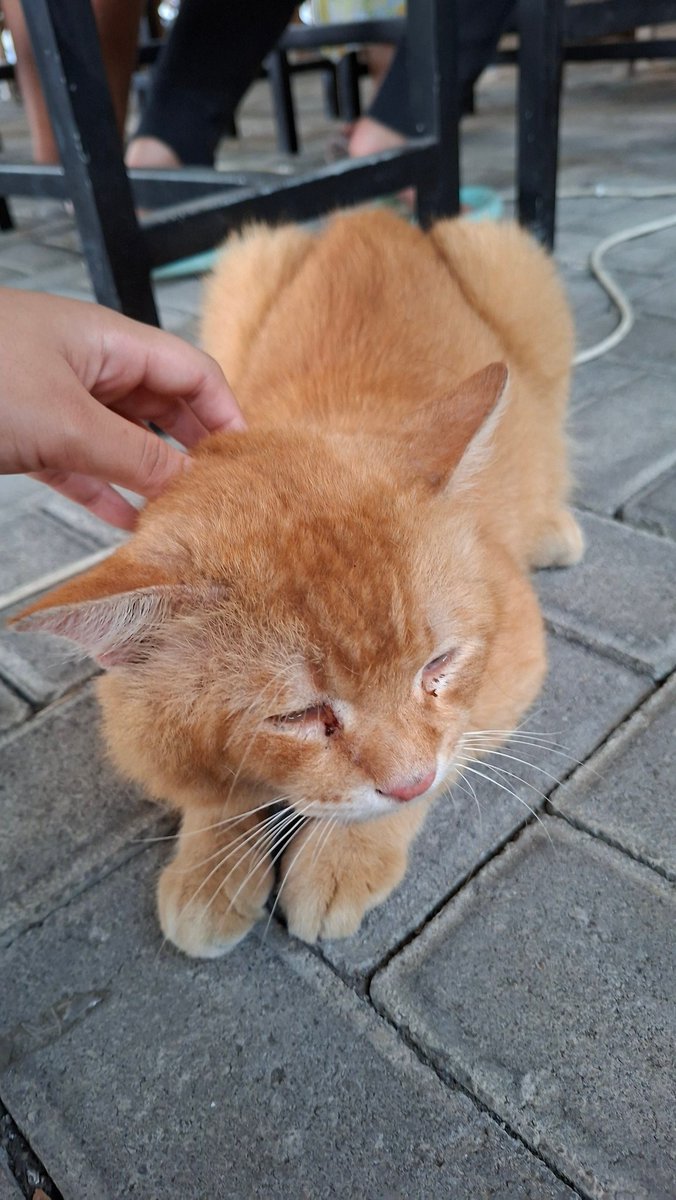 gedebabgedebug's tweet photo. kucing gedeh https://t.co/IBxPQI8MS6