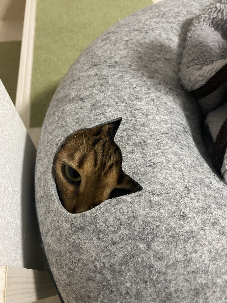 Seth@anima鯖 tweet media