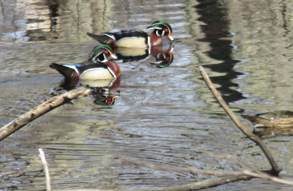 StormTrack9 tweet media