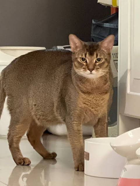 miistenlee 🐈‍⬛ tweet media