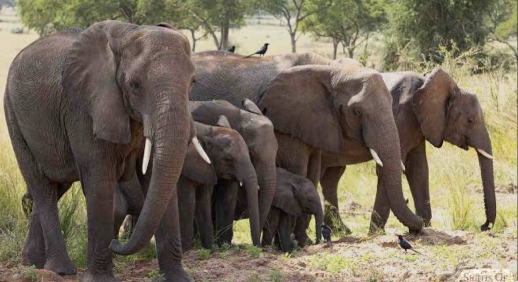 aniku_jakii256's tweet photo. Majestic vibes from Murchison Falls National Park! Elephant herds roaming free, nature putting on a show you won’t forget. #GoldenPosts #MurchisonFalls #ElephantMagic https://t.co/3n8MMQeJMl