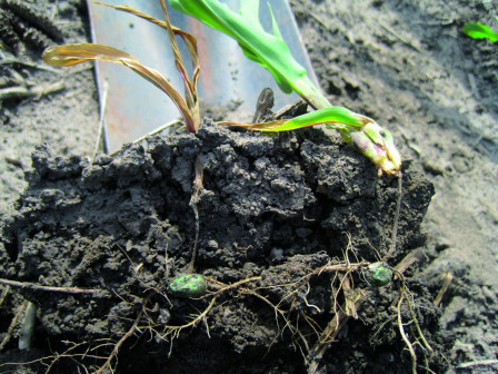 Crop Protection Network tweet media