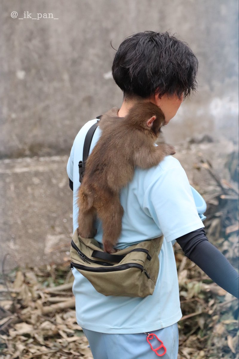 _ik_pan_'s tweet photo. 飼育員さん離れがまだできないパンチくん。本当はずっと一緒にいたいよね。
#がんばれパンチ
#市川市動植物園 https://t.co/qzrhdq7wgX