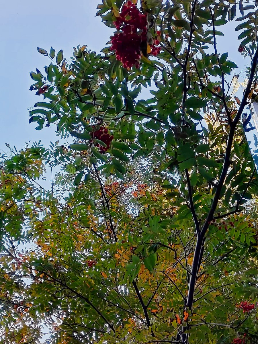 jacques morin tweet media