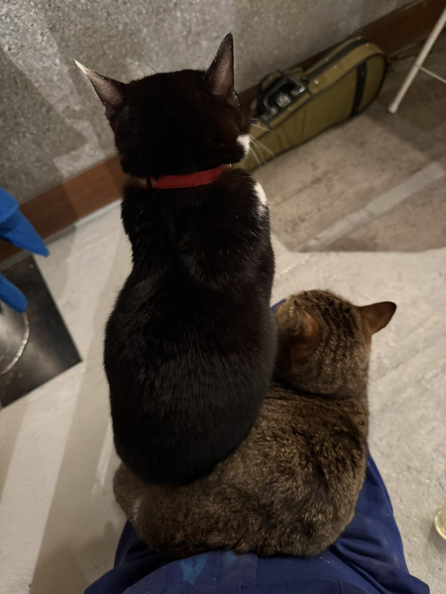 高砂みきこ🇯🇵mikikotakasago tweet media