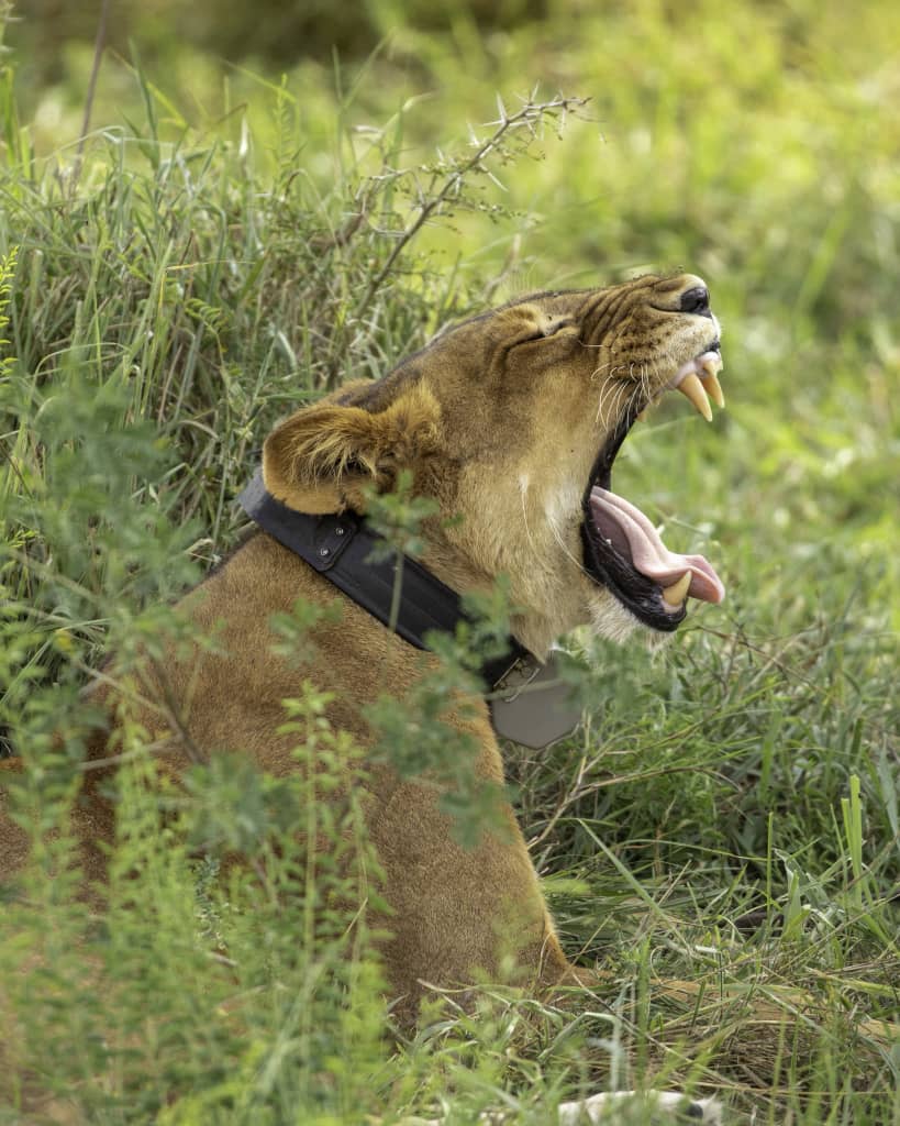 aniku_jakii256's tweet image. The wildlife telemetry collar is a tech marvel for conservation!  It’s fitted on animals like this to track their movements, monitor behavior, and keep them safe from poachers, helping preserve Uganda’s incredible wildlife.#GoldenPosts
#Uwa
