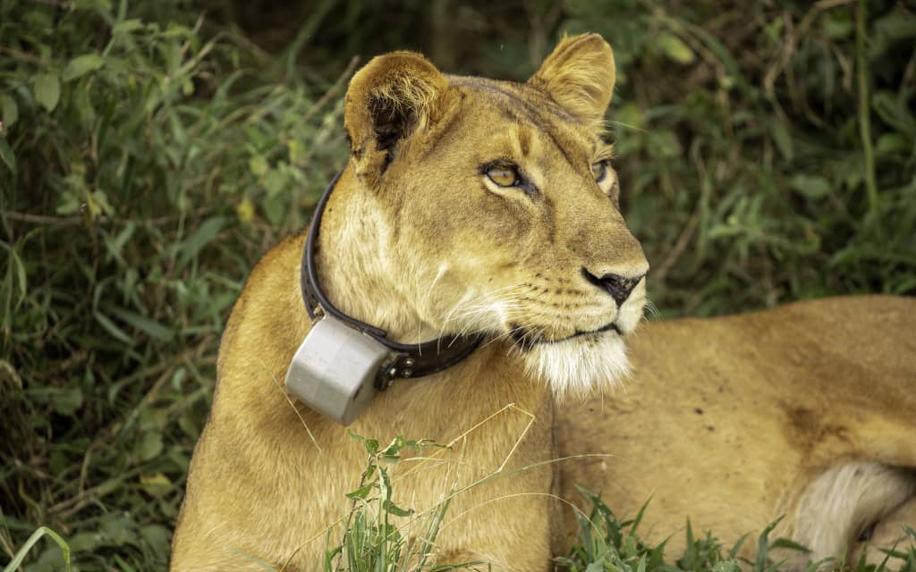 aniku_jakii256's tweet image. The wildlife telemetry collar is a tech marvel for conservation!  It’s fitted on animals like this to track their movements, monitor behavior, and keep them safe from poachers, helping preserve Uganda’s incredible wildlife.#GoldenPosts
#Uwa
