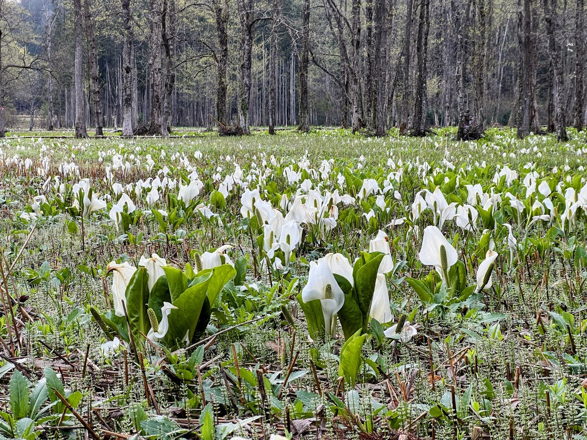 けみこ tweet media