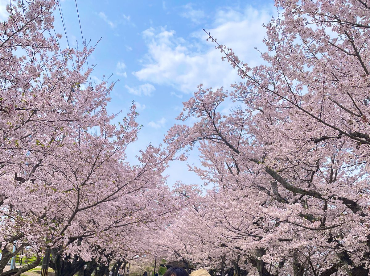 ゴリちゃむ tweet media