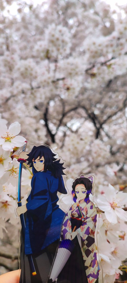 桜満開なので推しカプとお花見してきました〜
🌊🦋