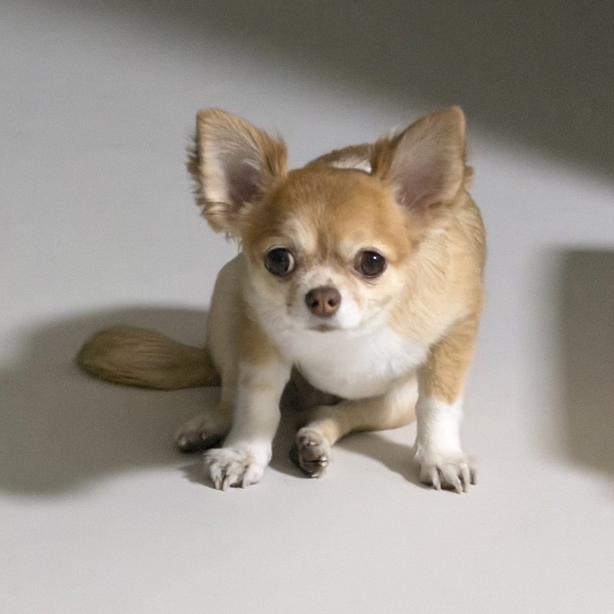 로키짱 tweet media