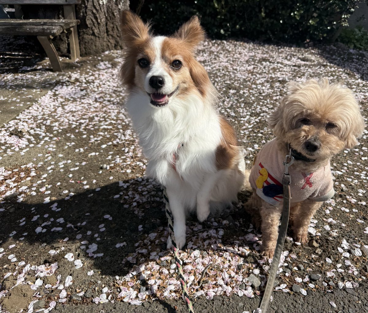 hima__ppyn25's tweet photo. 桜が散ってたから桜絨毯🌸
桜の季節って大好き(*'▽'*)
咲いてる桜とも撮りたいなぁ📸 https://t.co/Oez1zl3I6l