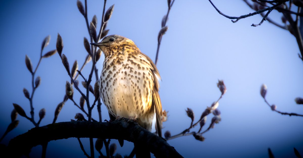 Andreas Pucher tweet media