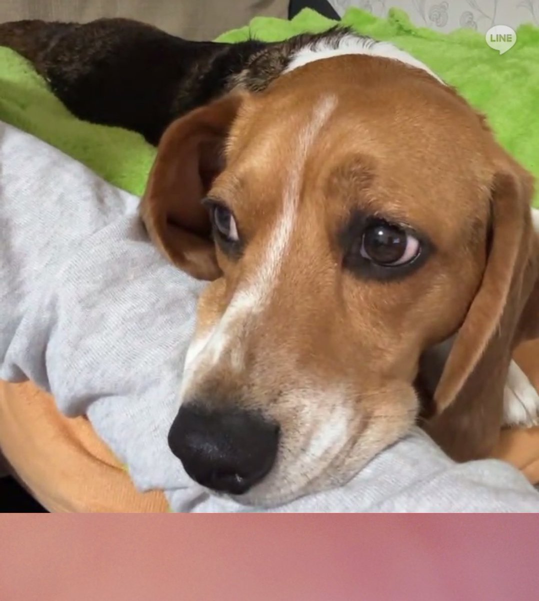 犬とビデオ通話最高
