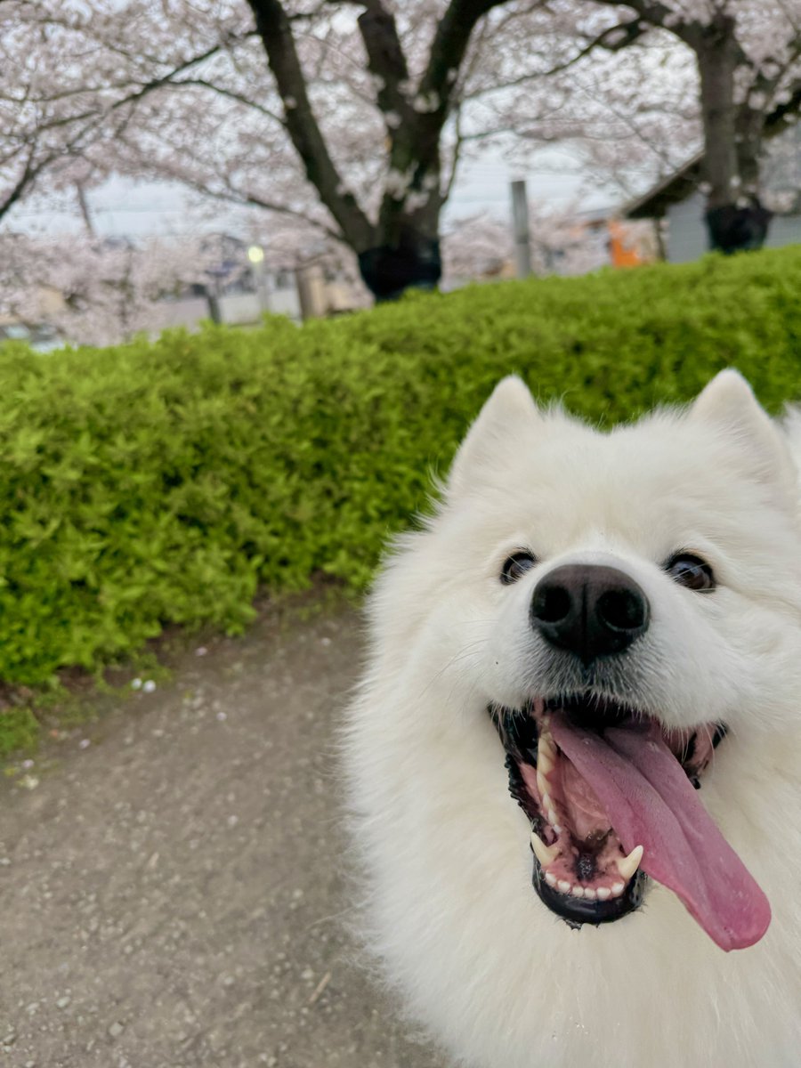 エル🐾サモエド tweet media