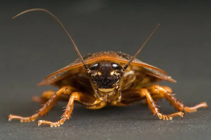 *𝐅𝚎 𝑳𝘖𝘝𝘌𝘙. (@INSECTOIDCURSE) / Posts / X