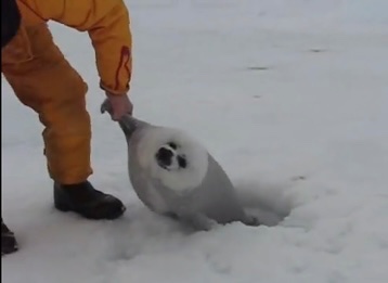 惨めなミジンコ tweet media