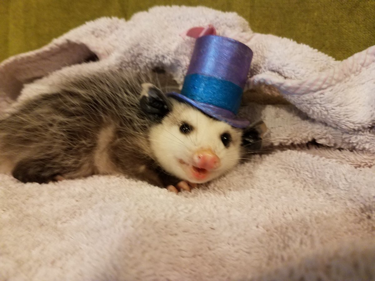 Possumeveryhour.io tweet media