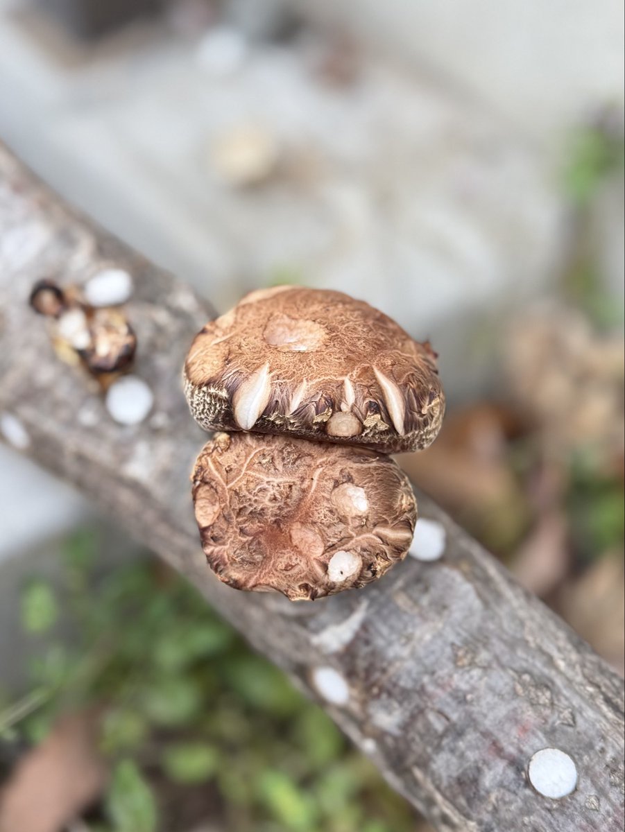 ジョニみちお tweet media