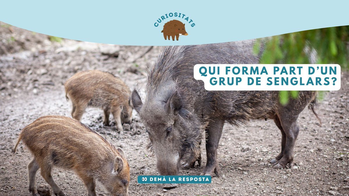 Zoo del Pirineu tweet media