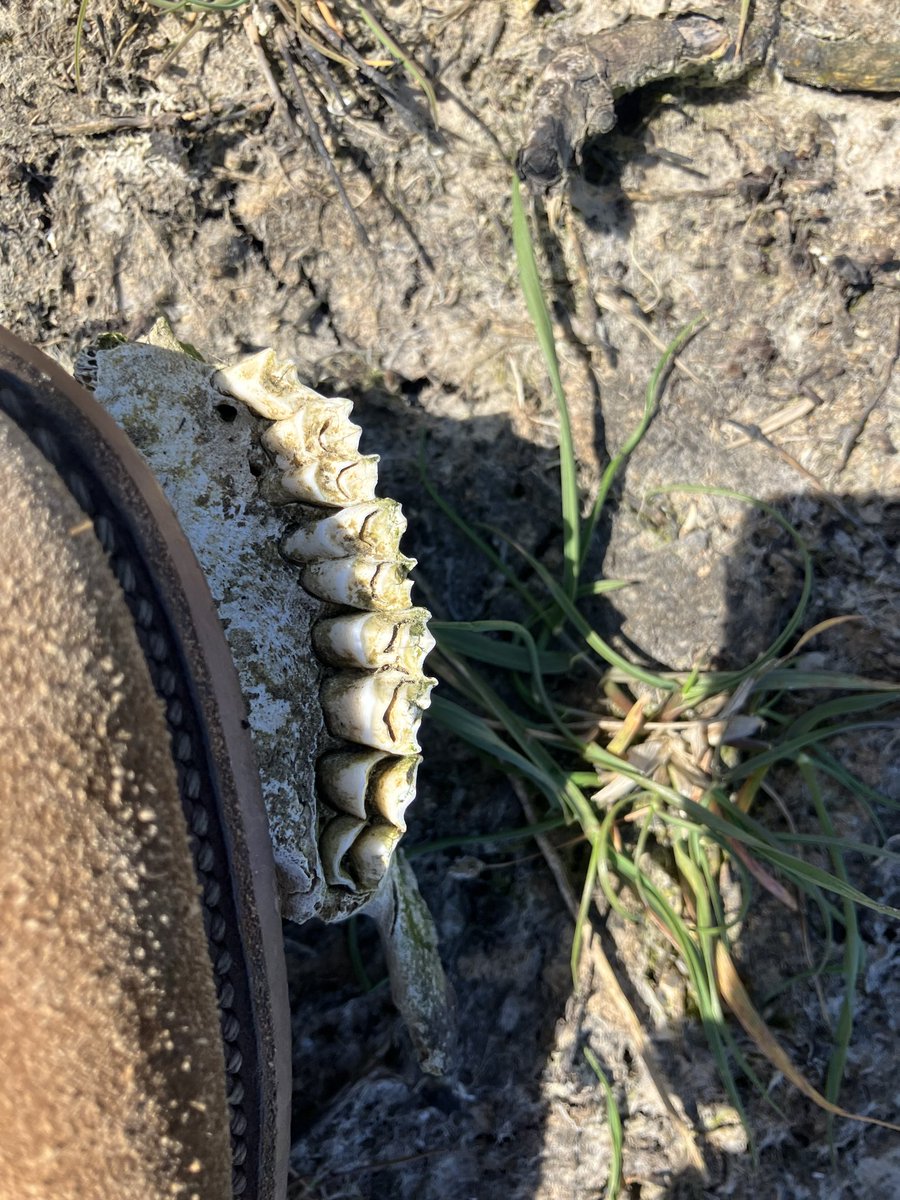 Lord Paglesham tweet media