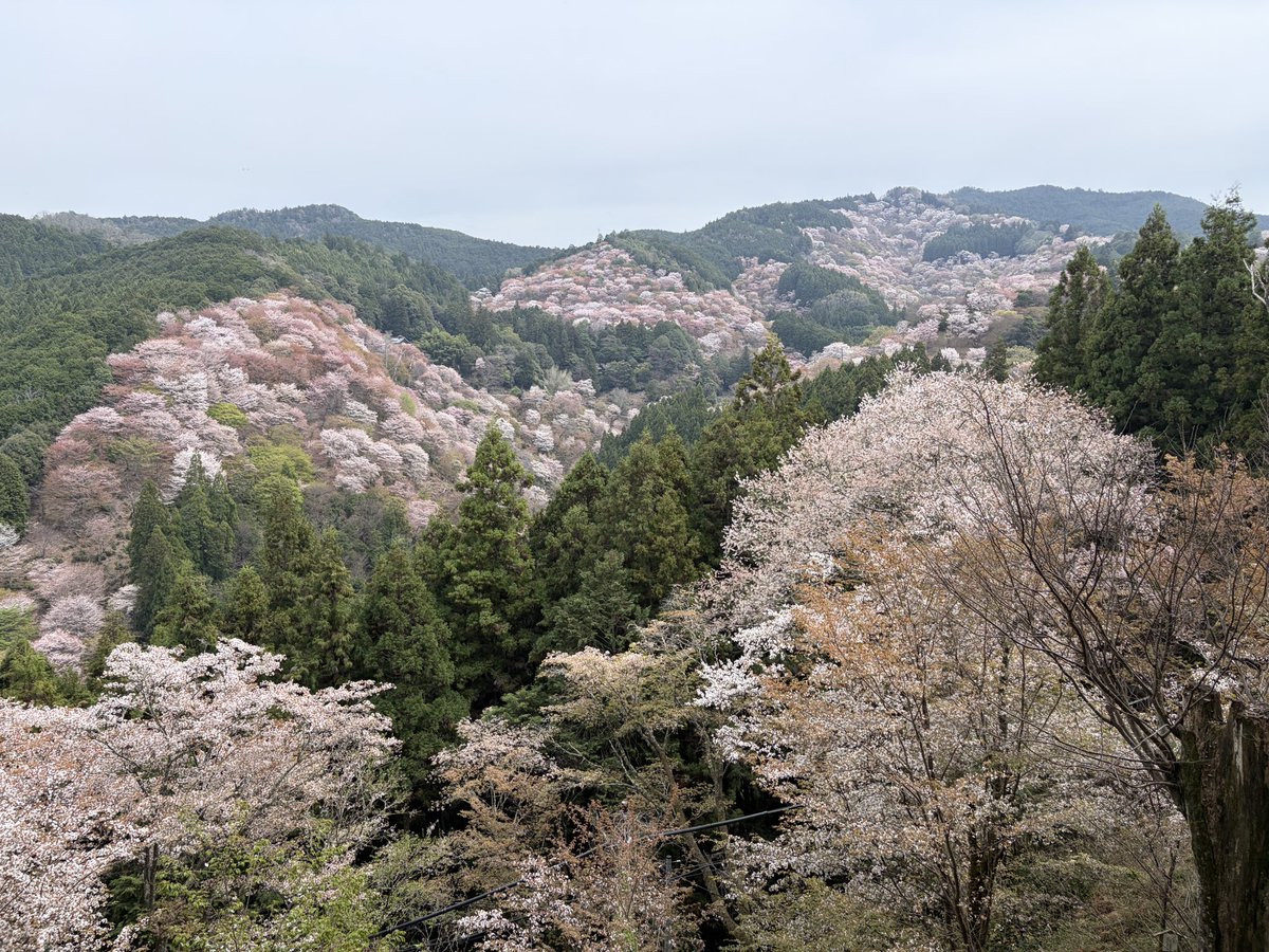 ヨッピー tweet media