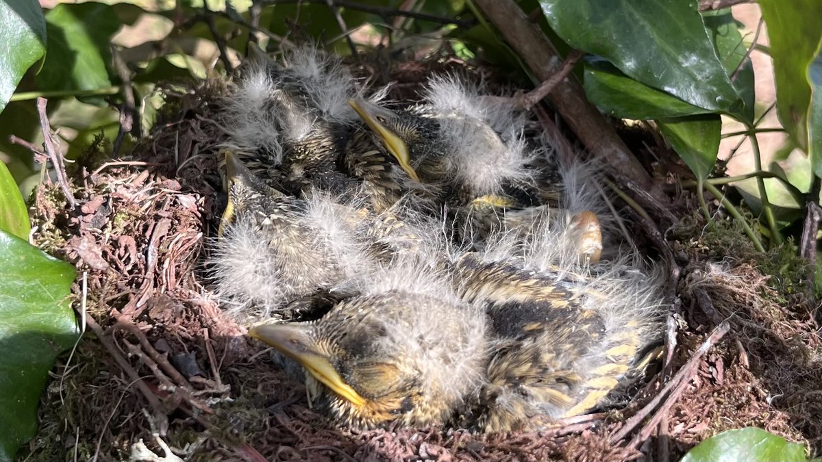 brianmilli's tweet photo. Mistle Thrush nest on Exmoor this morning. 4 healthy chicks about 7 days old. Monitored under BTO nest record scheme. ⁦@bto_somerset1⁩ https://t.co/hRo7ZqwM4X