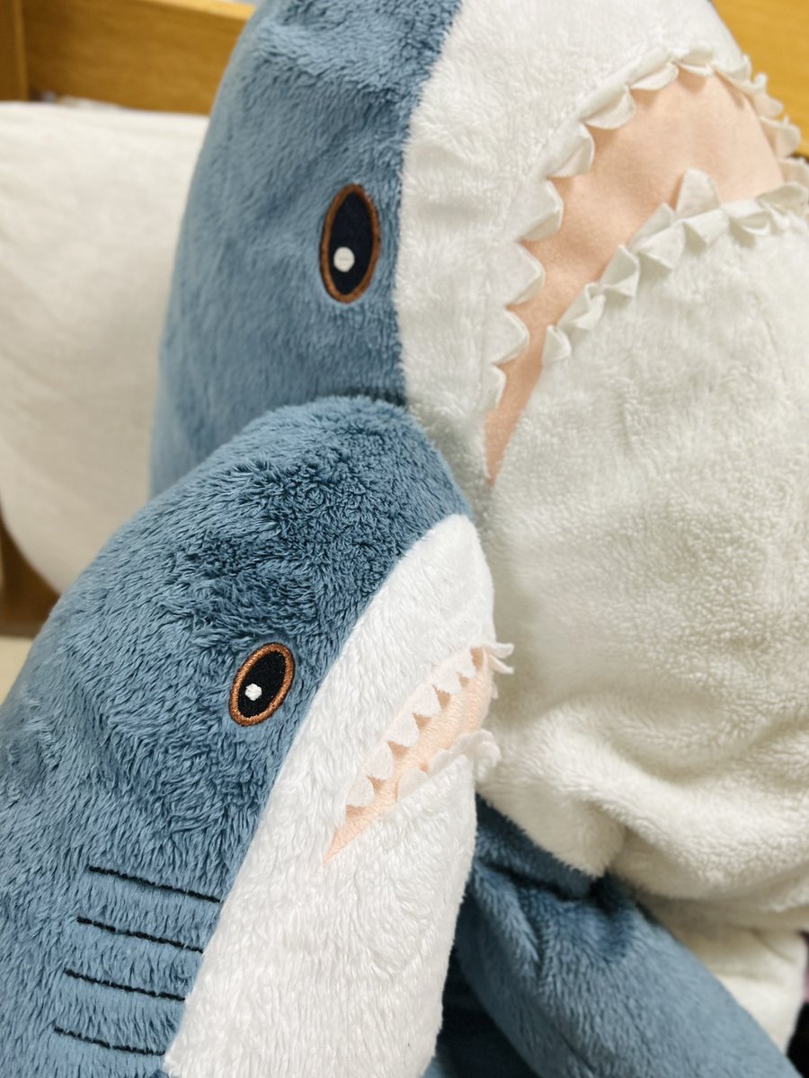 Bluena Shark tweet media