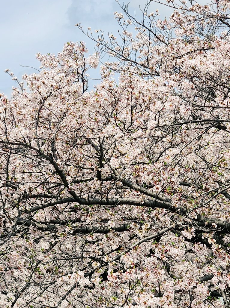 暖かい！
桜が元気です！
私もまた
太陽に当たる時間が増えると
やけに機嫌がよくなります
不思議だなぁ🤔

#桜
#春