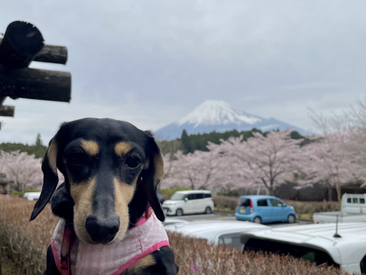 Alice_Chocolat tweet media