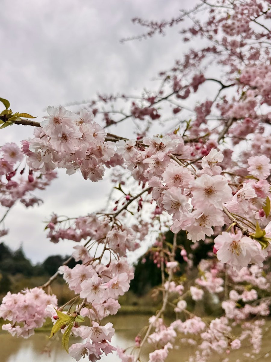 IZSEy9iy1UtXdVb's tweet image. こんばんは🌙
いつもありがとうございます
今日から新学期✨
ドキドキのクラス替えに
担任の先生発表…

長男は早速
連絡帳を忘れて帰宅😓

13日まで給食は無し…
早く昼食作りから
解放されたいです💦

お仕事の方もお休みの方も
1日お疲れ様でした😌
#夕空 #夕日 #ｷﾘﾄﾘｾｶｲ #桜
#飛行機雲 #空