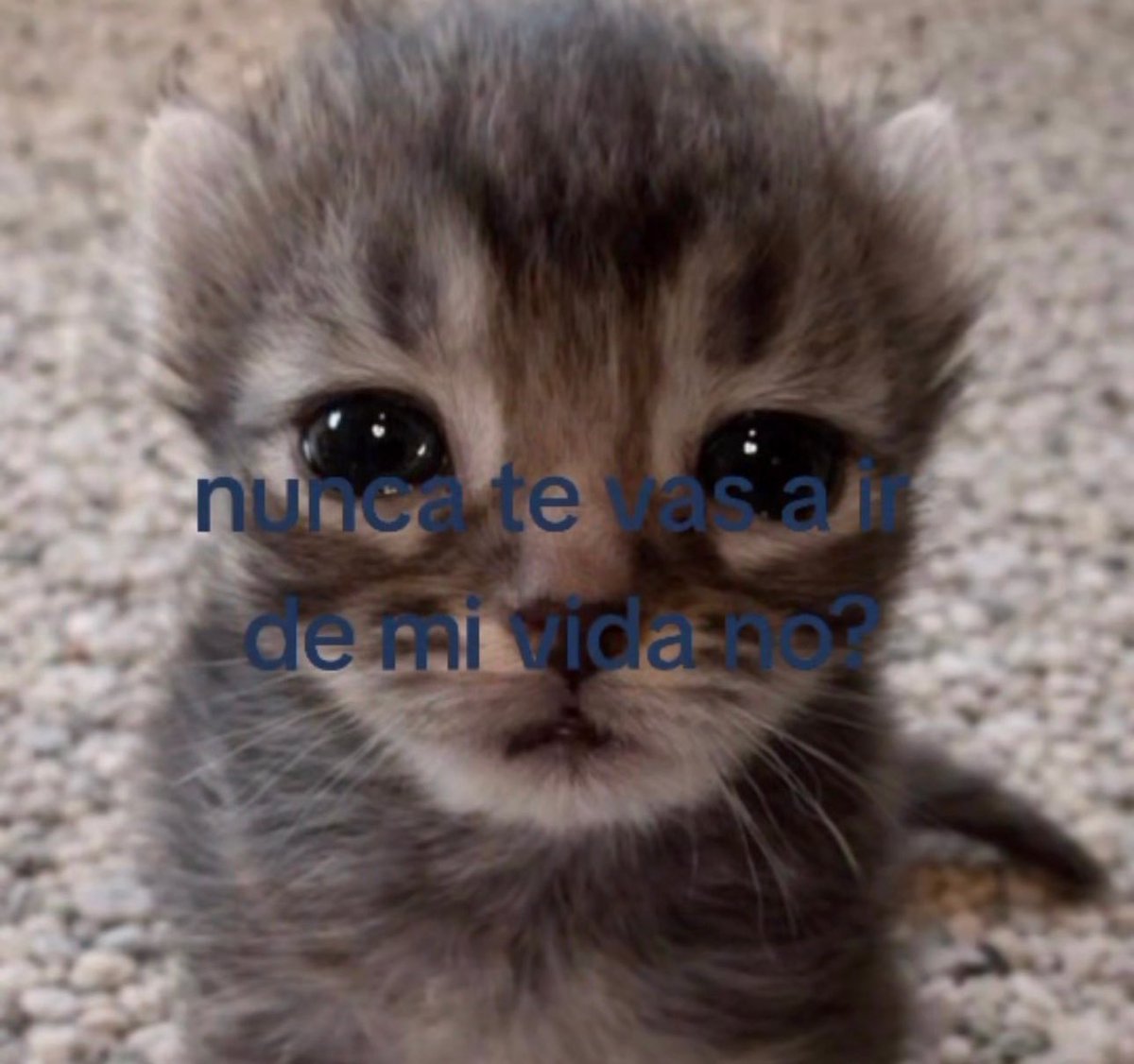 piña sin pizza tweet media