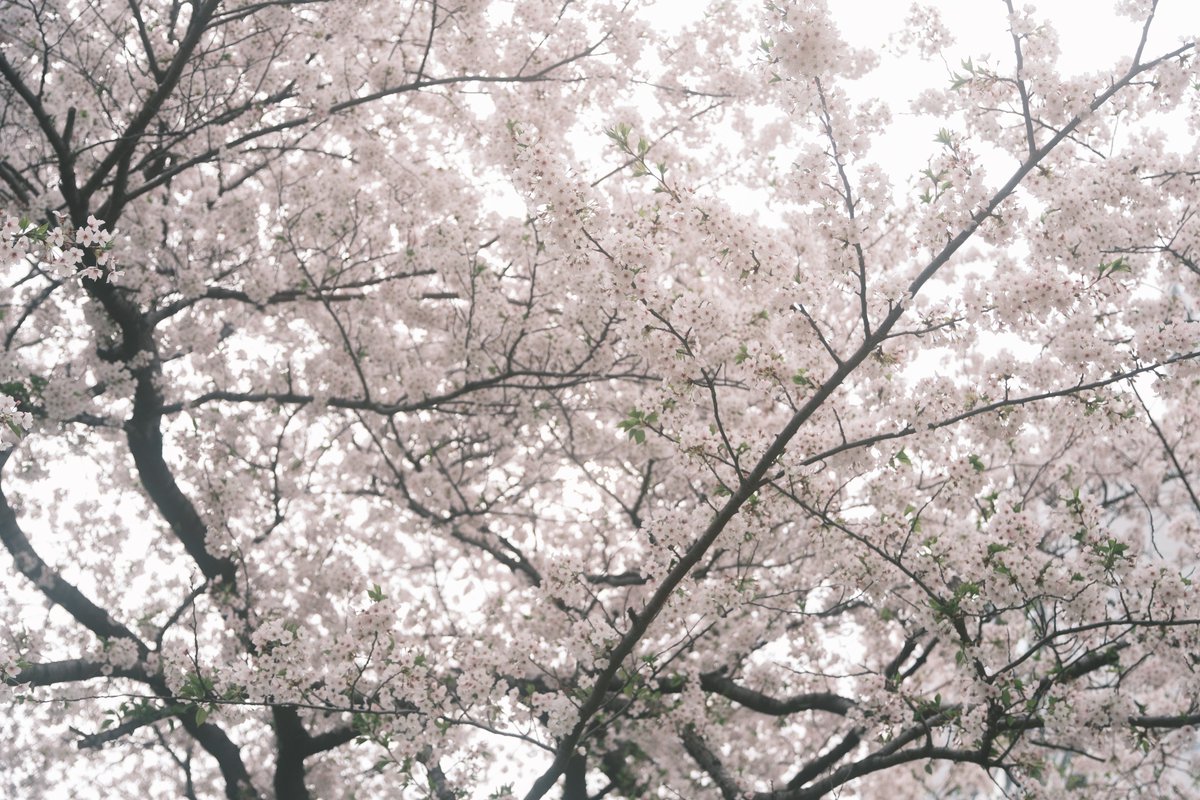 ryo_pht's tweet photo. 봄에 보는 아름다움

이번에 알게 된 사실
벚꽃은 실제로 보면 생각보다 분홍이 아니었다 https://t.co/p2TUmxsQqy