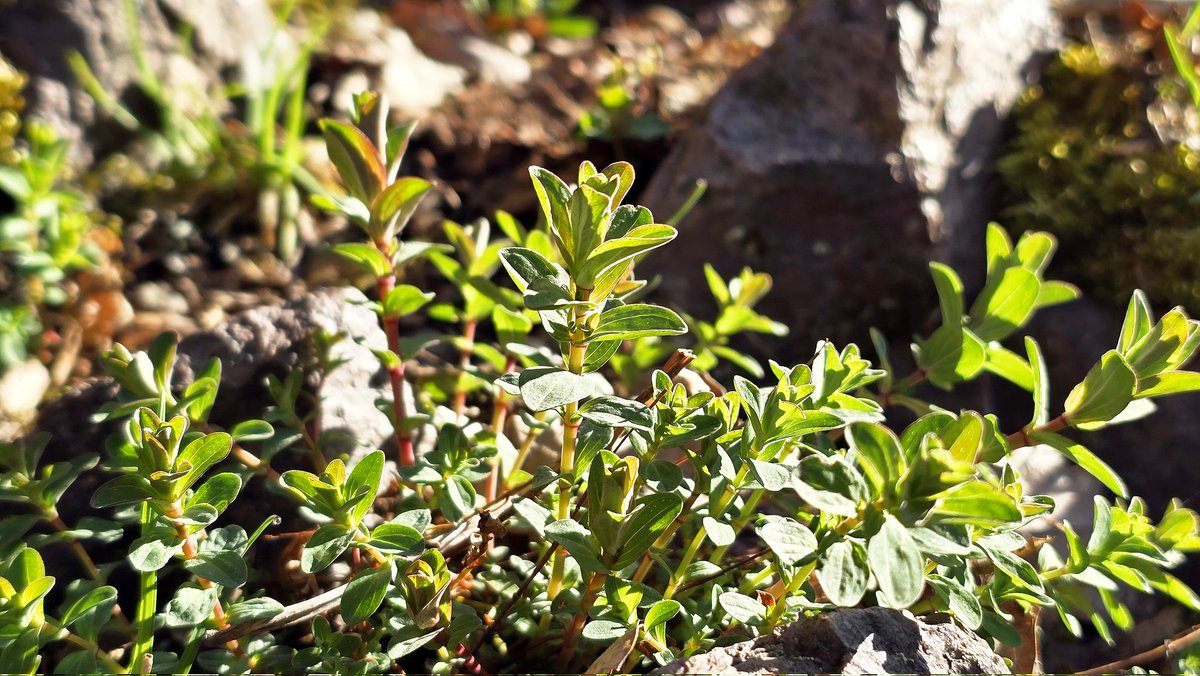 Ormuz 🕊 tweet media