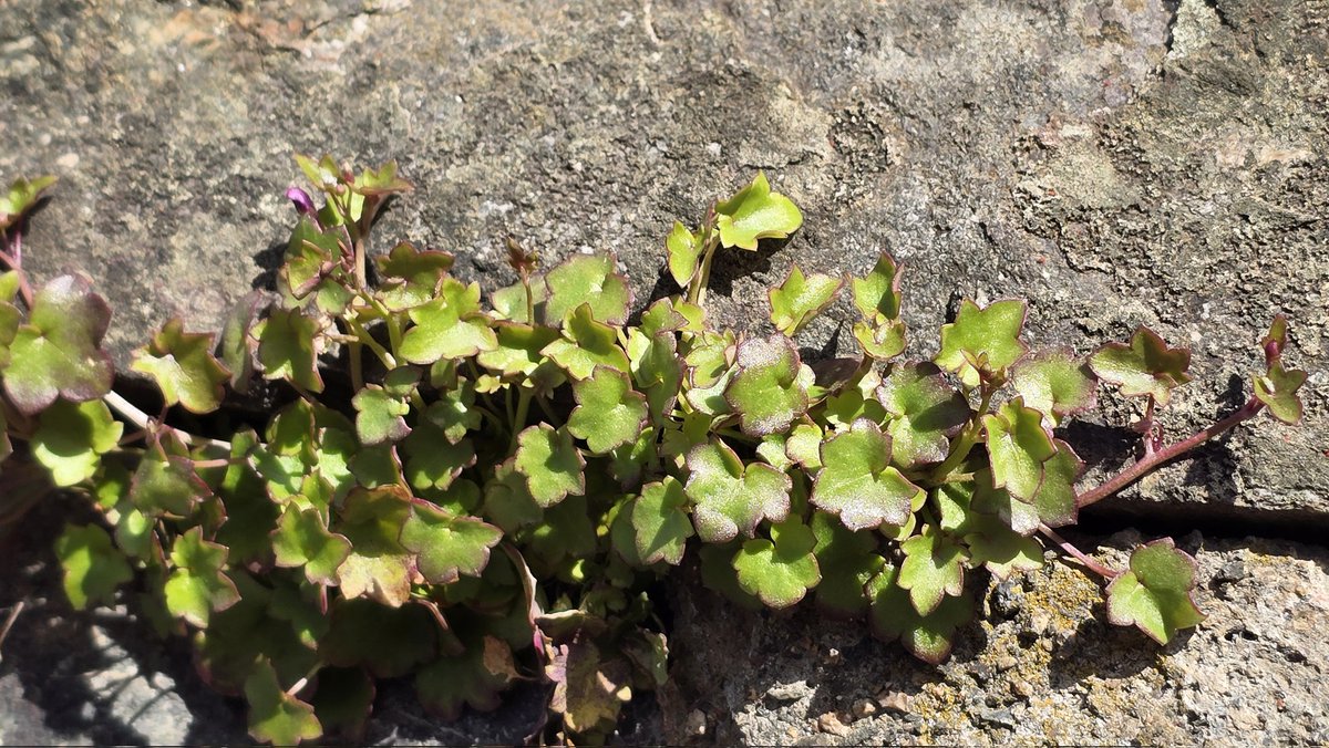 Ormuz 🕊 tweet media