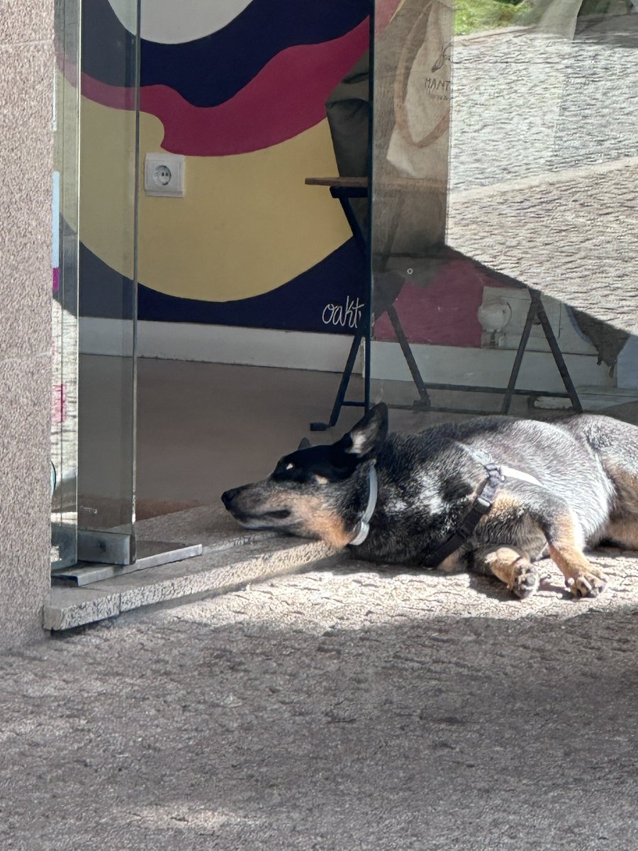 Curly ginger tweet media