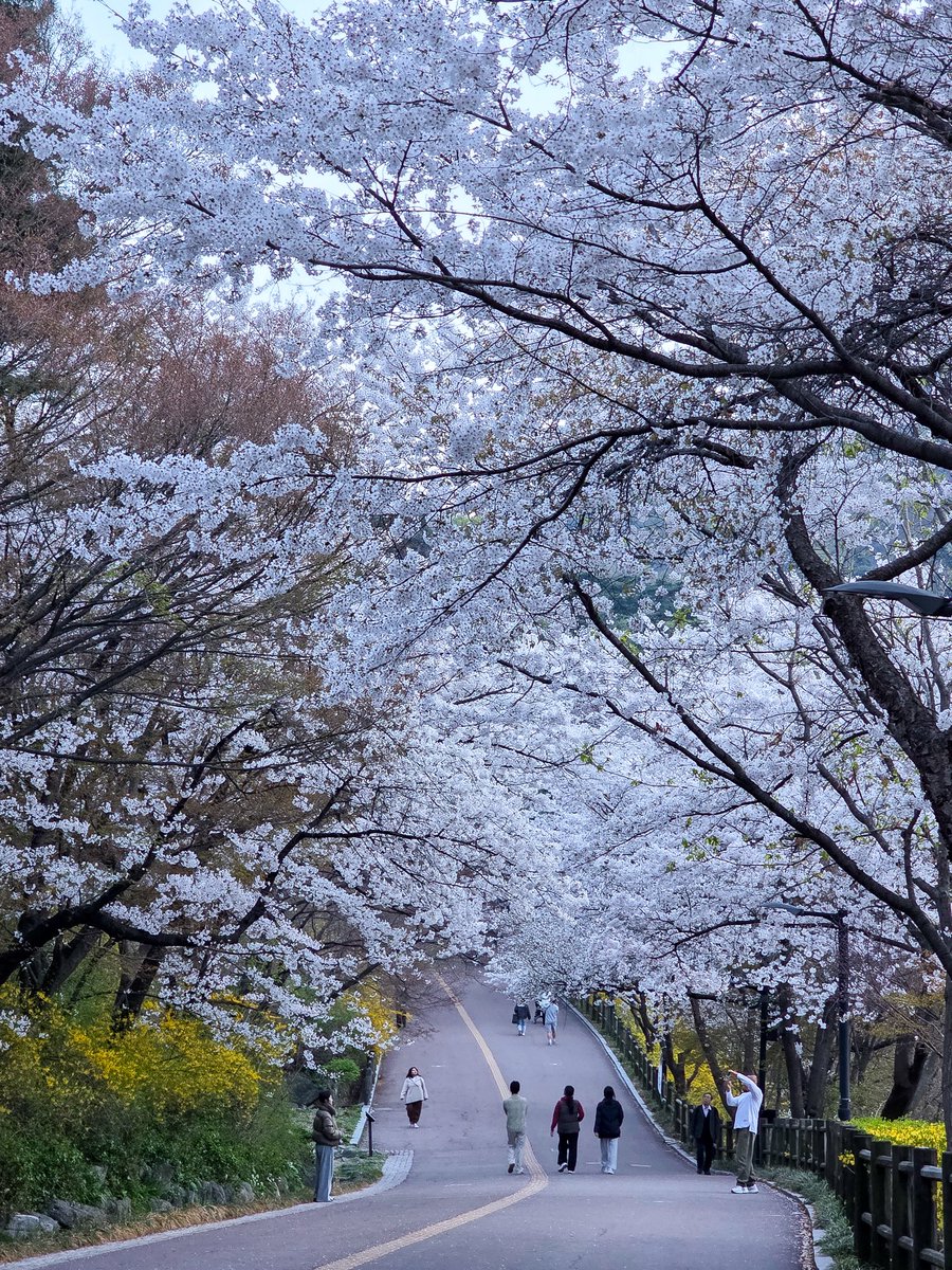 เม้าท์มอยเกาหลี tweet media