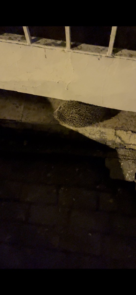 ww polo 1.4 tweet media