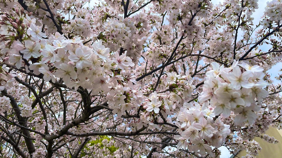 桜まだ咲いてた🌸
