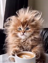 JeffSpicolisVan tweet media