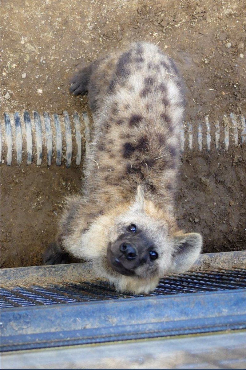 The Yeening 🇸🇮 🇦🇲 🇵🇸 tweet media