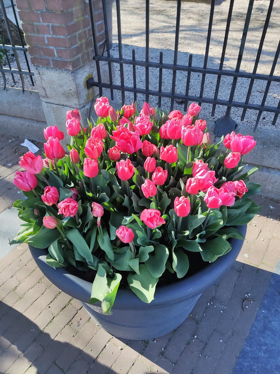 La Roxalia tweet media