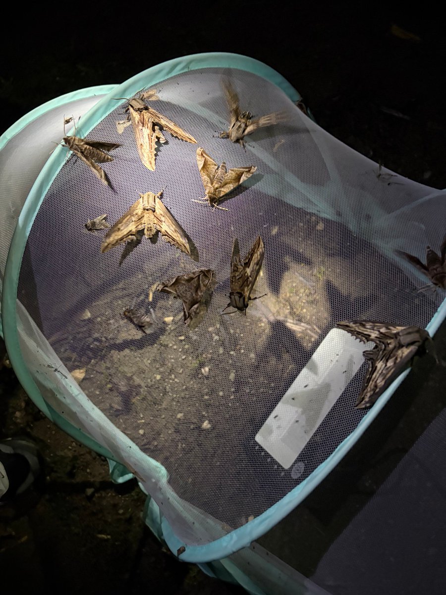 メロンクリーム/Melon-Kream tweet media