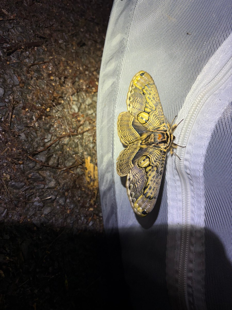 メロンクリーム/Melon-Kream tweet media